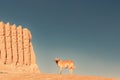 A dog by The Maiden Castle, part of The State Historical Park Ancient Merv, UNESCO World Heritage in Central Asia Royalty Free Stock Photo