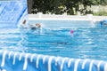 Dog jumping in to a pool Royalty Free Stock Photo