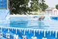 Dog jumping in to a pool Royalty Free Stock Photo