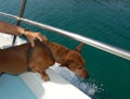 Dog makes a Boat Trip