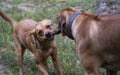 A Red Labrador pulling a stick away from a Rhodesian Ridgeback Royalty Free Stock Photo