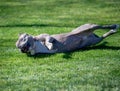 Funny dog rolling in the grass Royalty Free Stock Photo