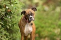 Dog making a funny face - brindle boxer