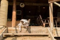 Dog making funny face. With natural light. On stairs. Royalty Free Stock Photo