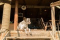 Dog making funny face. With natural light. On stairs. Royalty Free Stock Photo