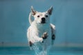 Dog making a splash as it lands in the pool Royalty Free Stock Photo