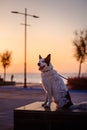 Dog malamute phenotype without back leg sitting