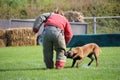 The dog malinois must watch the suitcase and attack the attacker for the canine sport contest