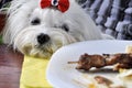 Dog maltese looking at a plate with food
