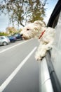 Dog maltese sitting in a car with open window