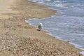 Dog maltesse bichon running in beach Royalty Free Stock Photo