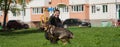 A dog and a man, a German shepherd and a young man walk on a sunny day