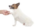 Dog with man handshaking