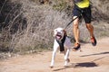 Popular canicross race