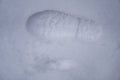 Dog and man tracks in the snow on nature. Boot track in the snow. Stock background Royalty Free Stock Photo