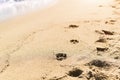 Dog and man tracks on wet sea sand during the day, selective focus. Imprints of dog paws on the sand of the sea beach Royalty Free Stock Photo