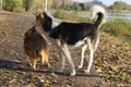 Dog is man's best friend, in autumn grass Royalty Free Stock Photo