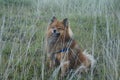 Dog is man's best friend, in autumn grass Royalty Free Stock Photo