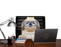 Dog manager in glasses is doing some work on the computer. Isolated on white Royalty Free Stock Photo