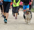 dog and many runners during the footrace