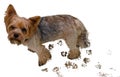 Dog with marks of dirty paws on a white background