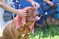 Dog Mastiff with a towel on his head is saved from the heat