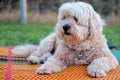 Dog on the mat. Royalty Free Stock Photo