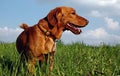 Dog on meadow