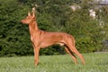 Dog in a meadow - Pharaoh Hound Royalty Free Stock Photo