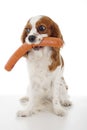 Dog with meat treat treats. Sausages. Dog food with cavalier king charles spaniel. Trained pet photo. Animal dog Royalty Free Stock Photo