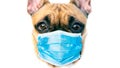 Protective antiviral mask on the dogs face. Protective face mask for animals, coronavirus and hantavirus protection.