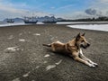 Dog meditating on the dark beach at low tide with foot prints on the sand Royalty Free Stock Photo