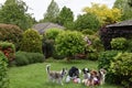 Dog meeting in the garden