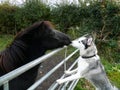 Dog meets the horse Royalty Free Stock Photo