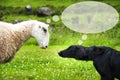 Dog Meets Sheep, Copy Space For Advertisement