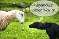 Dog Meets Sheep, Gegensaetze Ziehen Sich An Means Opposites Attract Royalty Free Stock Photo