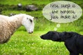 Dog Meets Sheep, Quote First Step Is The Hardest Royalty Free Stock Photo