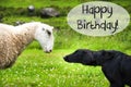 Dog Meets Sheep, Text Happy Birthday