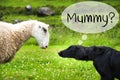 Dog Meets Sheep In Norway, Text Mummy Royalty Free Stock Photo