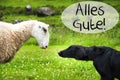 Dog Meets Sheep, Alles Gute Means Best Wishes