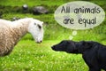 Dog Meets Sheep, Text All Animals Are Equal Royalty Free Stock Photo