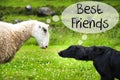 Dog Meets Sheep, Text Best Friends Royalty Free Stock Photo