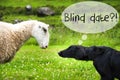 Dog Meets Sheep, Text Blind Date