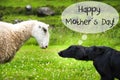 Dog Meets Sheep, Text Happy Mothers Day