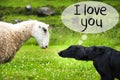 Dog Meets Sheep, Text I Love You