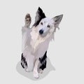 dog merle isolated realistic hand drawn vector and illustrations