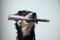 Dog with metal chain is holding newspaper Royalty Free Stock Photo