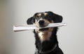 Dog with metal chain is holding newspaper Royalty Free Stock Photo