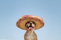 Dog in mexican traditional hat. Cute funny staffordshire terrier