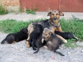 Dog milking puppies Royalty Free Stock Photo